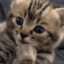 cat 1