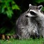 Raccoon_Lord