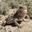The Horny Toad 3