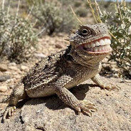 The Horny Toad 3