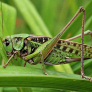 ♂️кузнечик♂