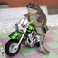 ganuxi ganuxador de ganuxas