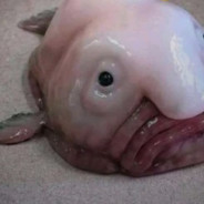 lalvov hyper-drop.com