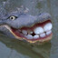 CrocodilloDolbodillo
