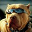 PITBULL