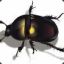 The_Dung_Beetle