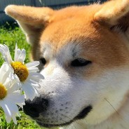 By order of Peaky Blinders