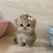 سركيس - steam id 76561199630730676