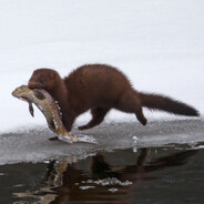 Mink