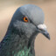 Pigeon/Striker