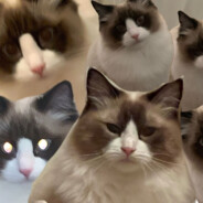 元气美少女周周