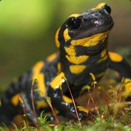 Salamandra