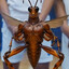 THE CRICKET