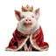 Bacon Giver