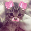 tgpaws
