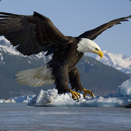 BADeagle