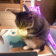 玉面飞龙至尊宝