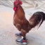 Pollo con tenis