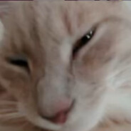 Catisfaction
