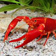 АВАНТЮРИСТ