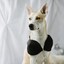 [Movement god] Dog with bra