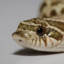 Baby_Hognose