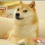 [doge]