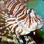 LionFish