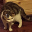 KOTYA