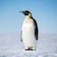 billy az mutha fukin penguin