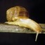 Snail