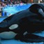 RIP Tilikum