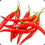 Spicy (A.K.A corgi)