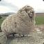 AussieSheep