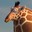 !Giraffe