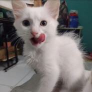 Germán