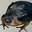 SAPOCHORRO SKINS