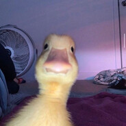 Тильт утёнка