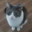 please do not the cat