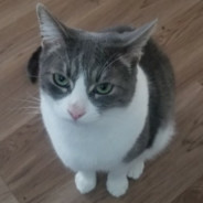 please do not the cat