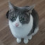 please do not the cat