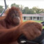orangutan
