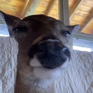 stupid dumb deer