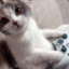Gaming Kitty