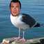 Steven Seagull