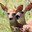 Bongo