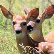 Bongo