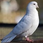 pigeon