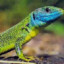 Greenlizard