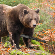 медведь с крокоди